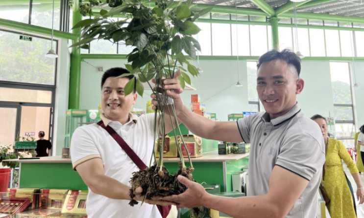 Hơn 860 triệu đồng cây sâm Ngọc Linh một kg