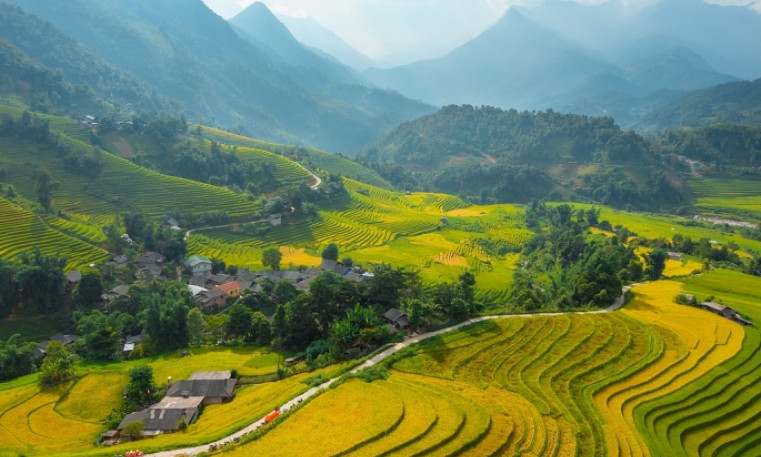 Ruộng bậc thang chín sớm làm say lòng lữ khách đến Sa Pa