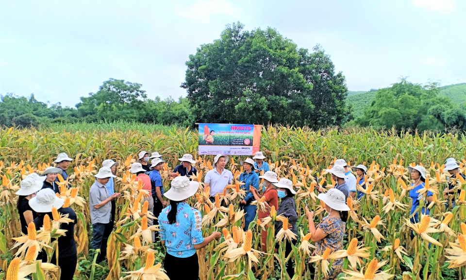 Hội Nông dân tỉnh: Những dấu ấn đậm nét