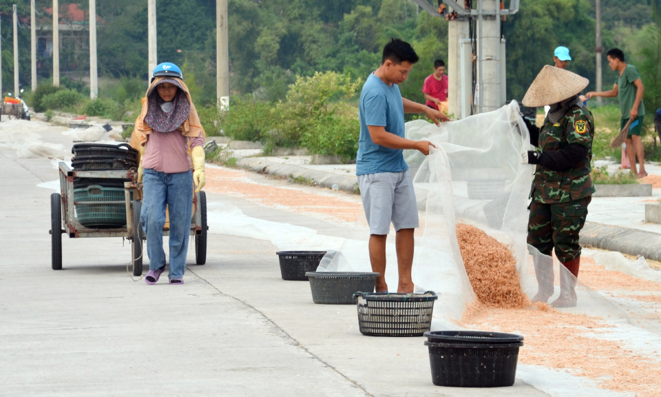 Mùa tép biển Ngọc Vừng