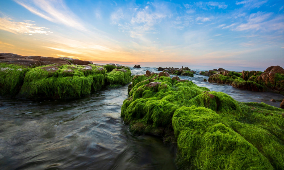 趁春日，去越南中部海滩赴一场神奇的海藻之约