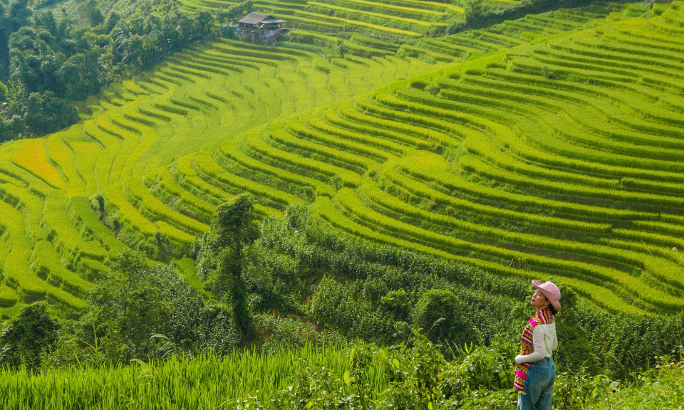 Mùa lúa chín sớm nhuộm vàng thung lũng Nậm Cang