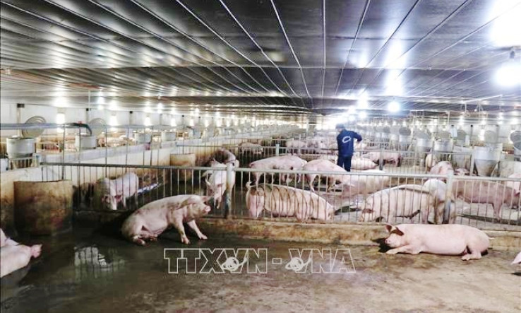 Chăn nuôi an toàn để xuất khẩu