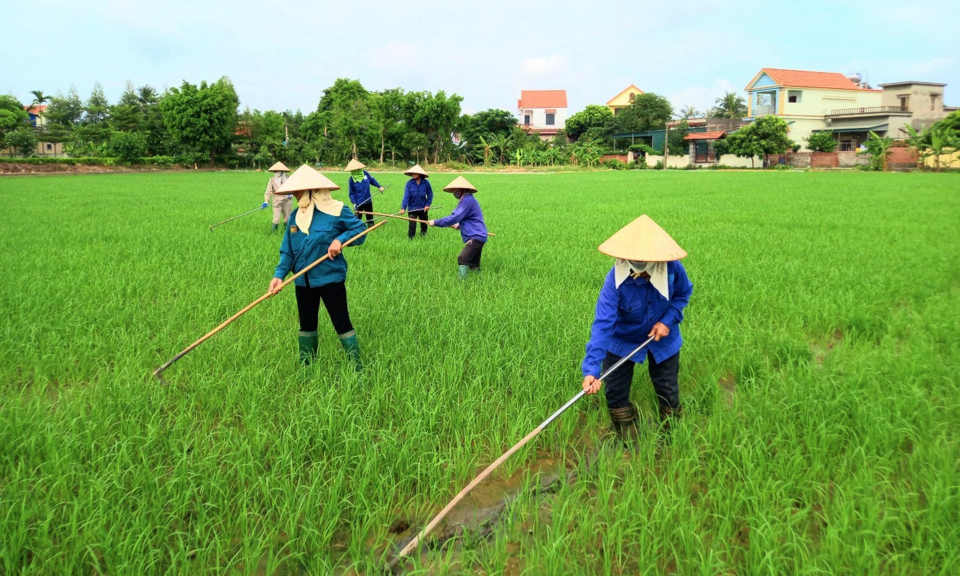 Chuẩn bị tốt các điều kiện cho sản xuất vụ lúa mùa