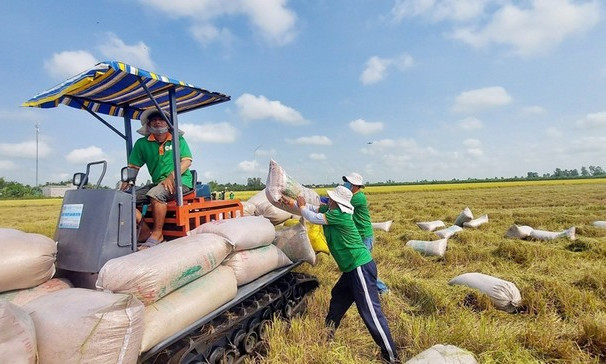 Giá gạo xuất khẩu tăng vọt đẩy giá lúa trong nước 'nóng sốt' từng ngày