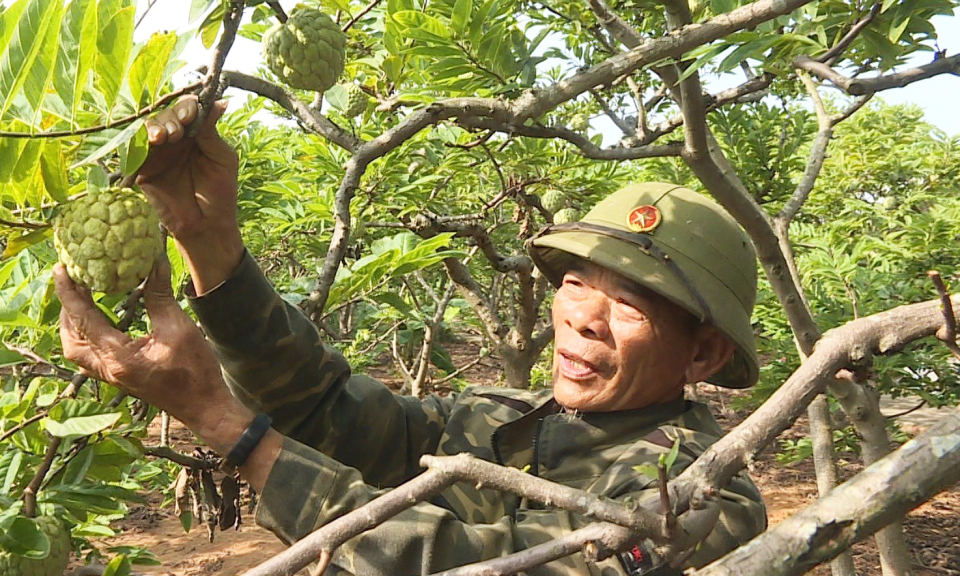 Để thương hiệu na Đông Triều vang xa