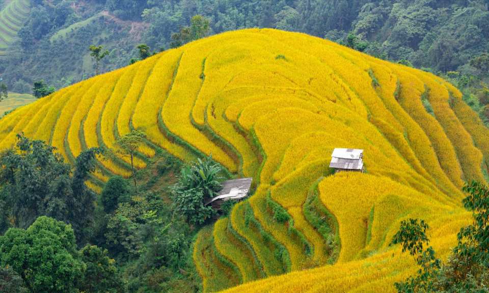 Tây Bắc những ngày thơm mùi lúa chín