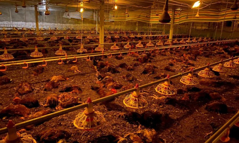 Chập điện trong đêm, gần 10.000 con gà chết