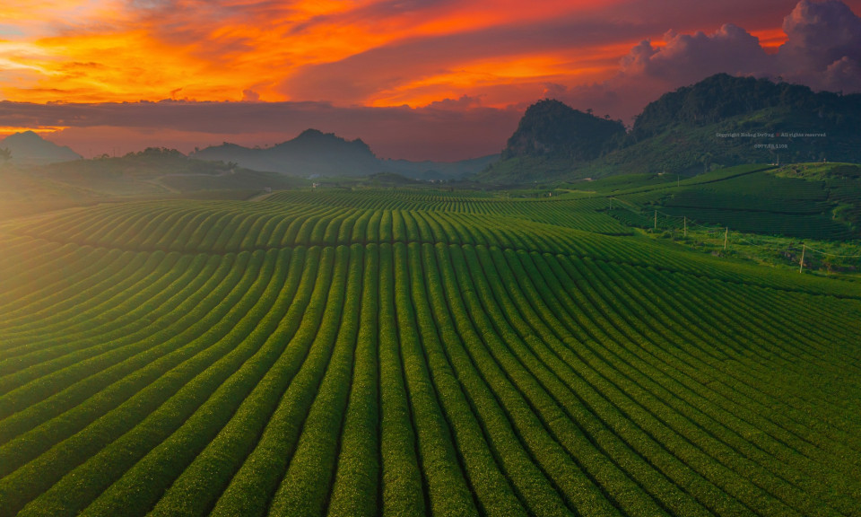 Rộn ràng mùa hái chè ở Mộc Châu, du khách tìm đến săn hoàng hôn đẹp 'tê lòng'