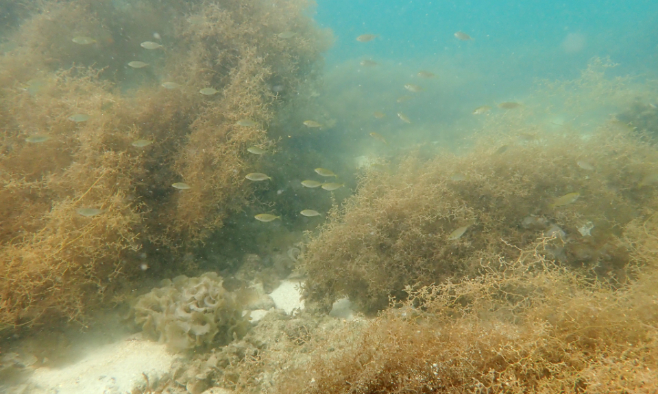 A beautiful world on Quang Ninh’s seabed