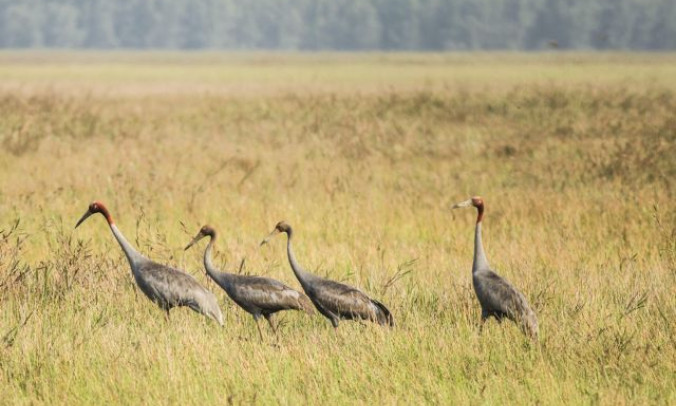 Efforts made to bring back red-crowned cranes from brink of extinction
