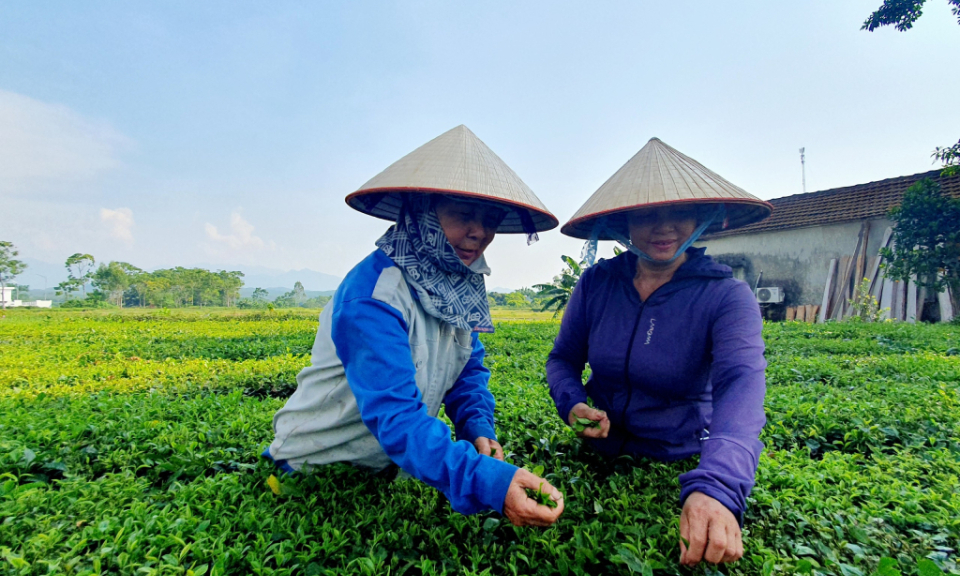 Phụ nữ Hải Hà chung sức xây dựng nông thôn mới