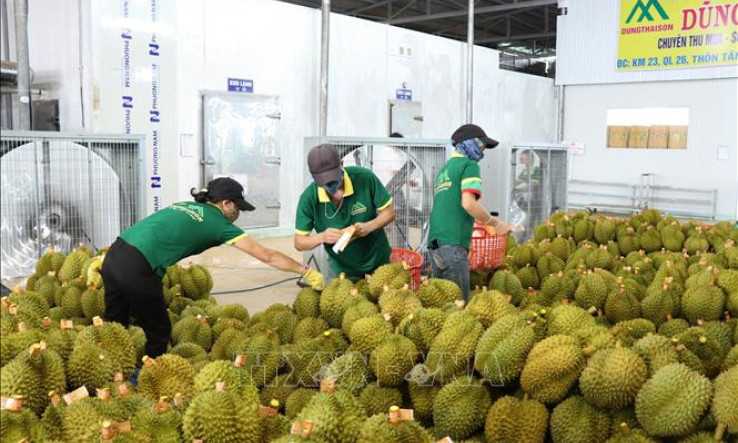 Phối hợp triển khai ngoại giao kinh tế đưa nông sản Việt vươn xa