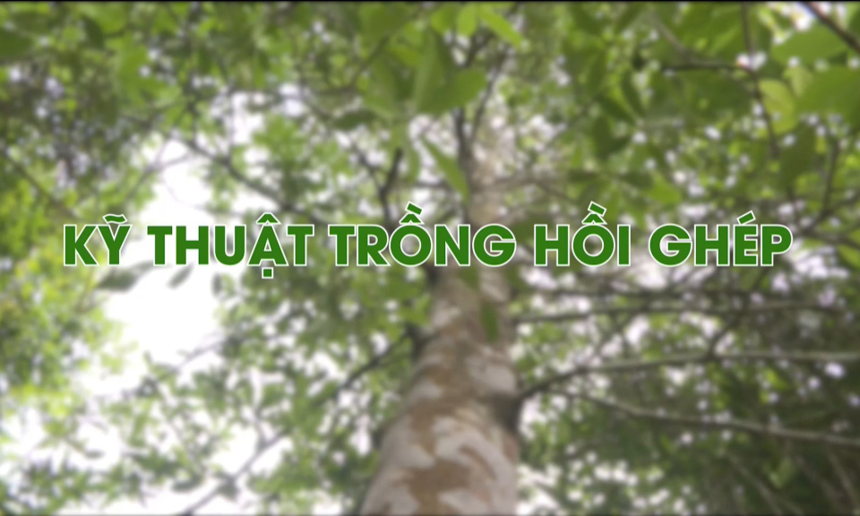 Kỹ thuật trồng hồi ghép