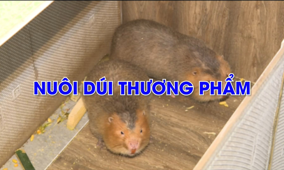 Khoa giáo: Nuôi dúi thương phẩm