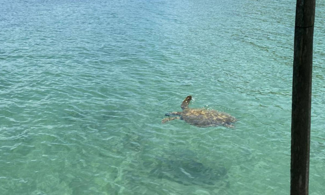 稀有海龟在姑苏海域出现