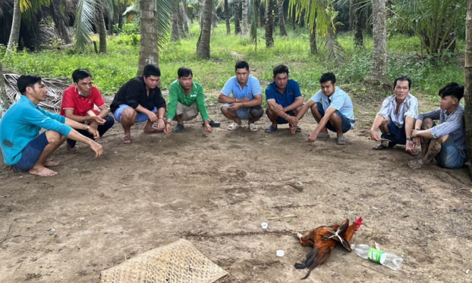 Phá sới bạc trong vườn dừa