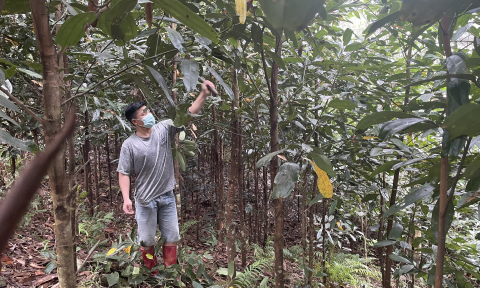 Phát triển nông nghiệp bền vững