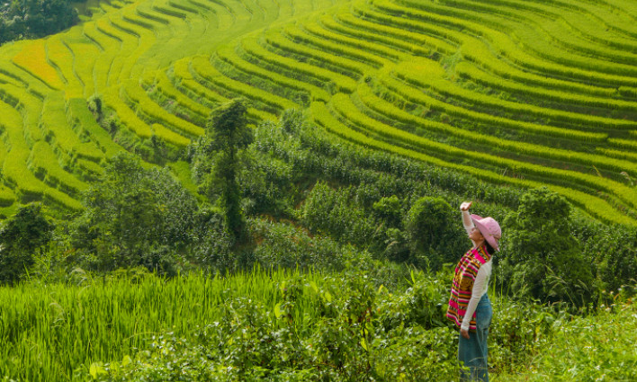 6 spots to observe early ripening rice season in Sa Pa