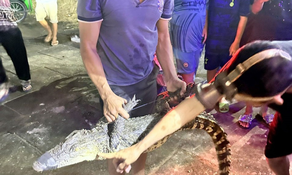 Bắt được cá sấu nặng 14 kg trên sông ở Bạc Liêu