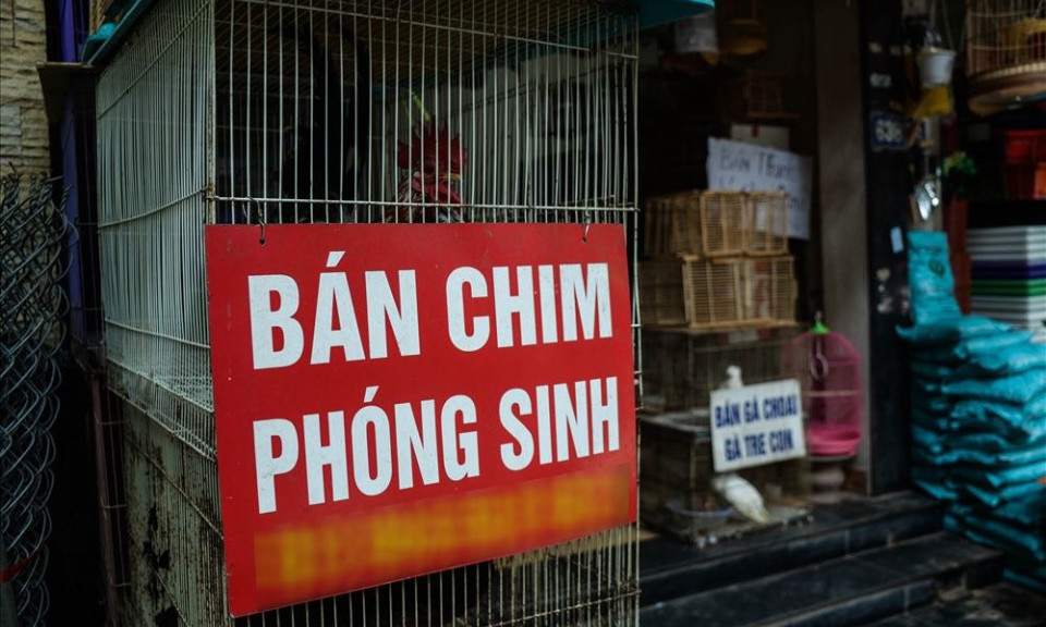Ủng hộ lời kêu gọi Phật tử Huế không phóng sinh để bảo vệ chim hoang dã