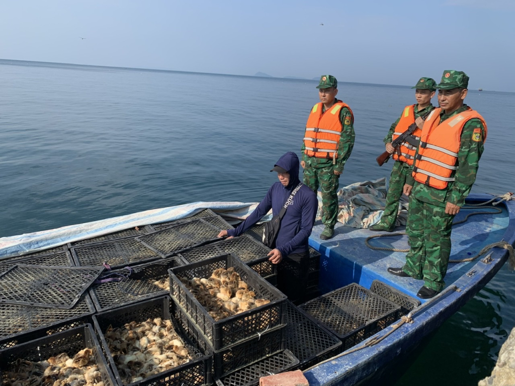 Đồn BP đảo Trần bắt giữ đối tượng vận chuyển trái phép 15 nghìn con gia cầm giống và 5.000 quả trứng gà ngày 5/9/2023 (Ảnh đơn vị cung cấp)