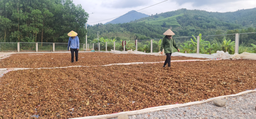 Hồi được phơi khô.