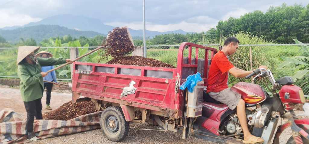  Bà con tập kết thu mua hồi.