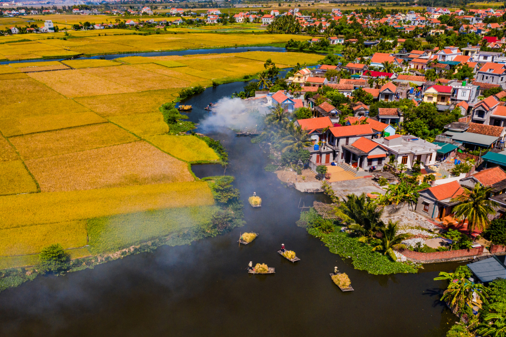 Lúa về. Ảnh: Dương Văn Toàn