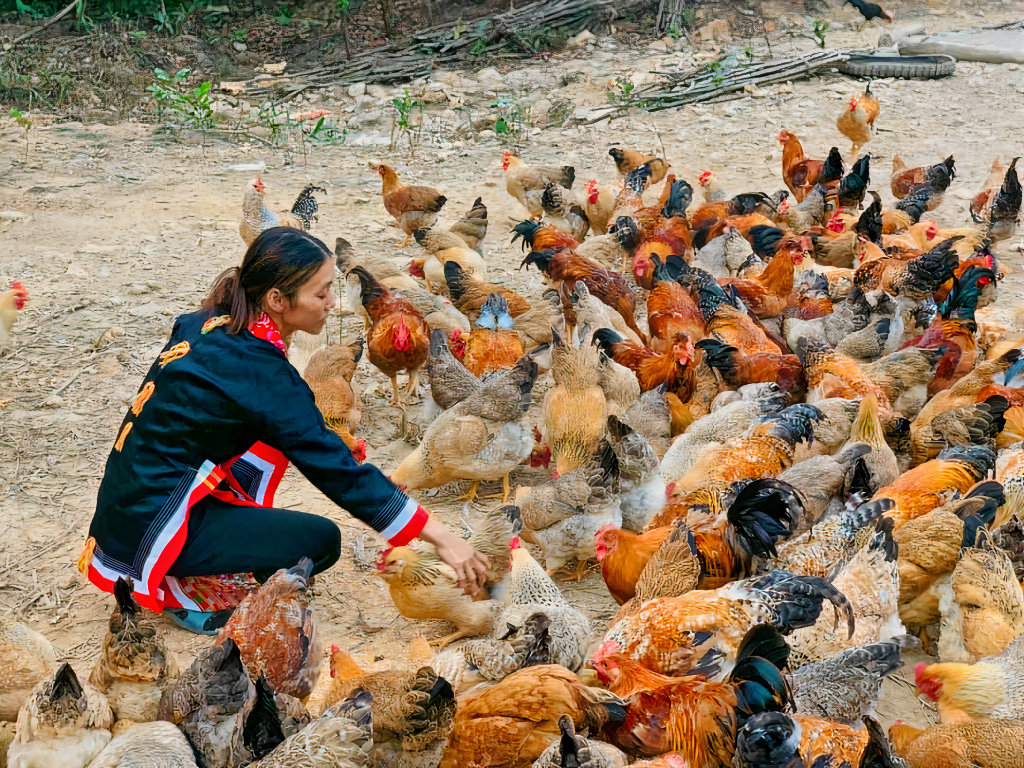 Nuôi gà bản Đầm Hà - mô hình kinh tế đem lại hiệu quả cho người dân trên địa bàn.