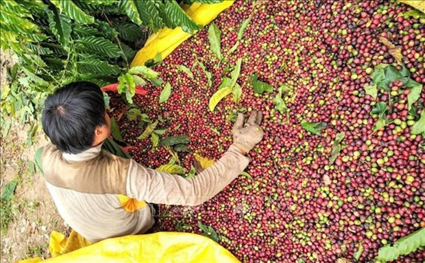 Vietnam's coffee exports to slow down in Q3 hinh anh 1