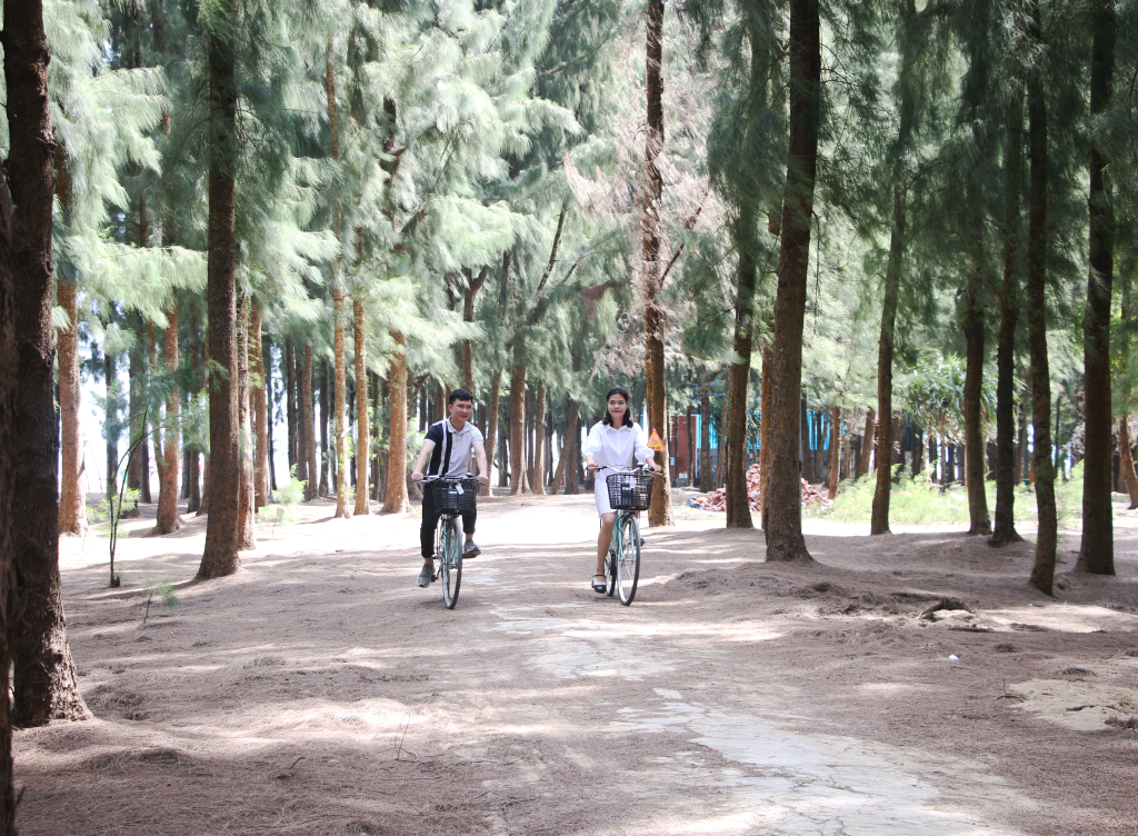 Du khách đạp xe dạo quanh rừng phi lao trong khuôn viên Đầu Rồng Resort.