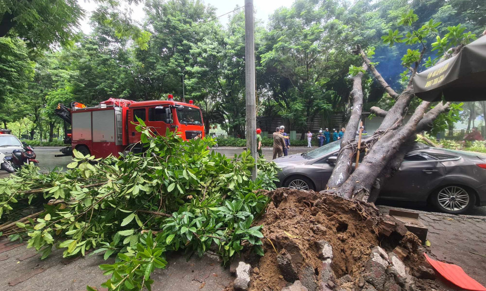 Cây bật gốc đè trúng ô tô 5 chỗ ở Hà Nội