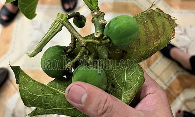 Điện Biên: Rủ nhau hái quả dại về ăn, 40 học sinh nhập viện cấp cứu