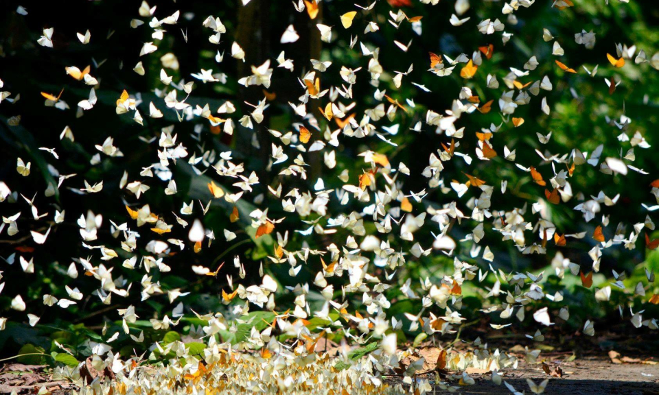 菊芳国家公园的美丽蝴蝶