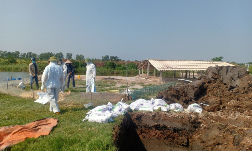Đảm bảo vệ sinh thú y để thúc đẩy phát triển chăn nuôi