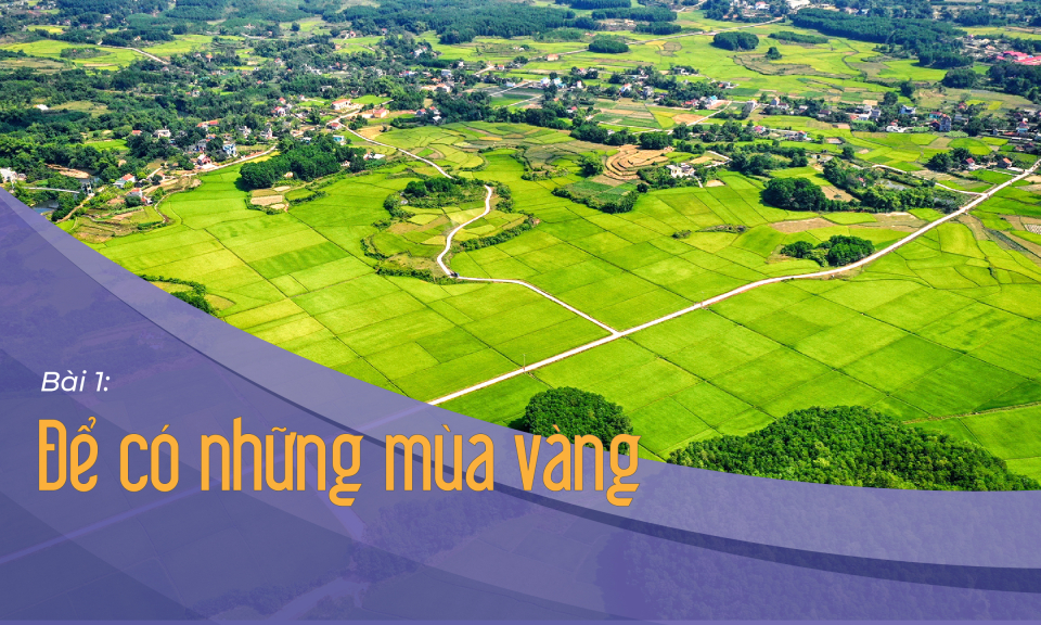 Để có những mùa vàng