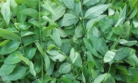Rau ngót chứa ít calo nên có thể bổ sung vào chế độ ăn giảm cân