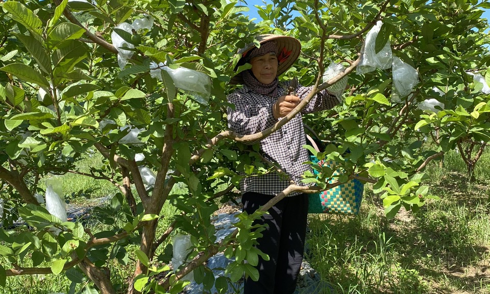 Gập ghềnh trái ổi Sơn Dương