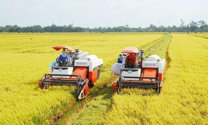 Sản xuất lúa đạt nhiều thắng lợi