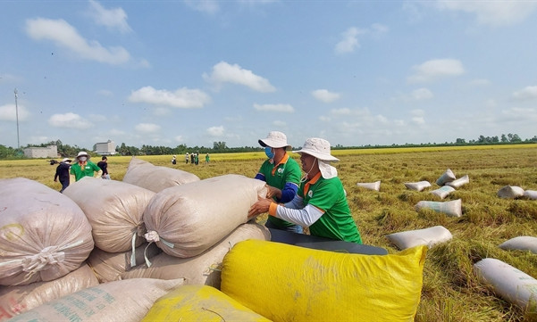 Canada a potential market for Việt Nam’s rice: Insiders