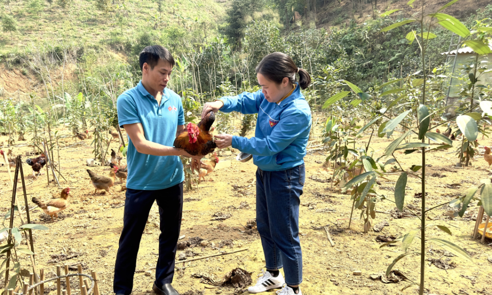 Khởi nghiệp thành công từ mô hình nuôi gà dược liệu