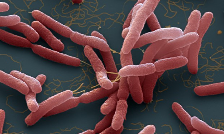 Bộ Y tế khuyến cáo cộng đồng cách phòng bệnh 'vi khuẩn ăn thịt người'