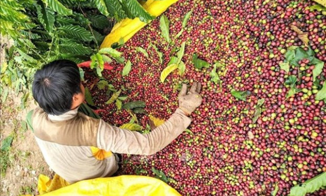 Vietnam's coffee exports to slow down in Q3