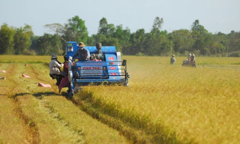 Giá gạo xuất khẩu có xu hướng giảm