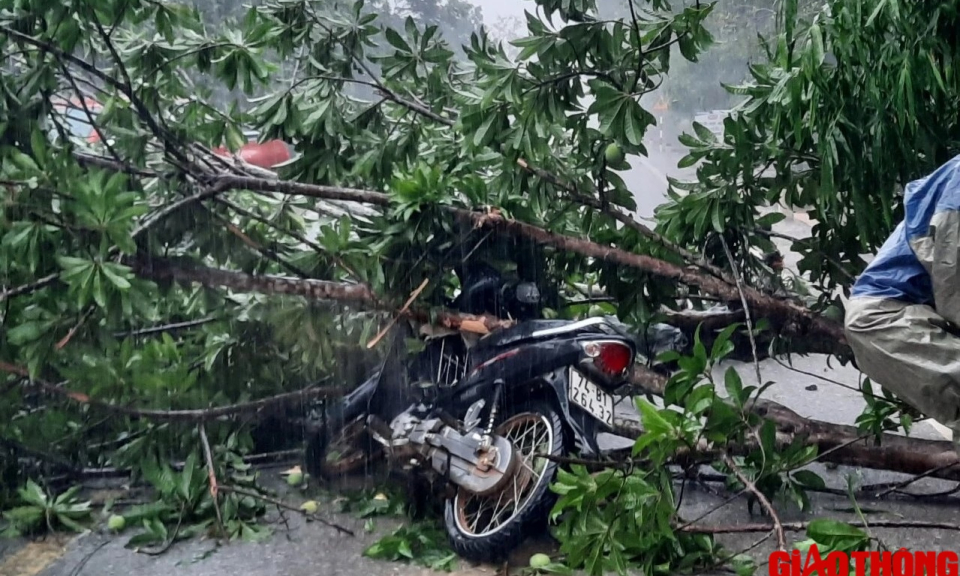Mưa lớn, cây bật gốc đè trúng người đi xe máy ở Quảng Trị