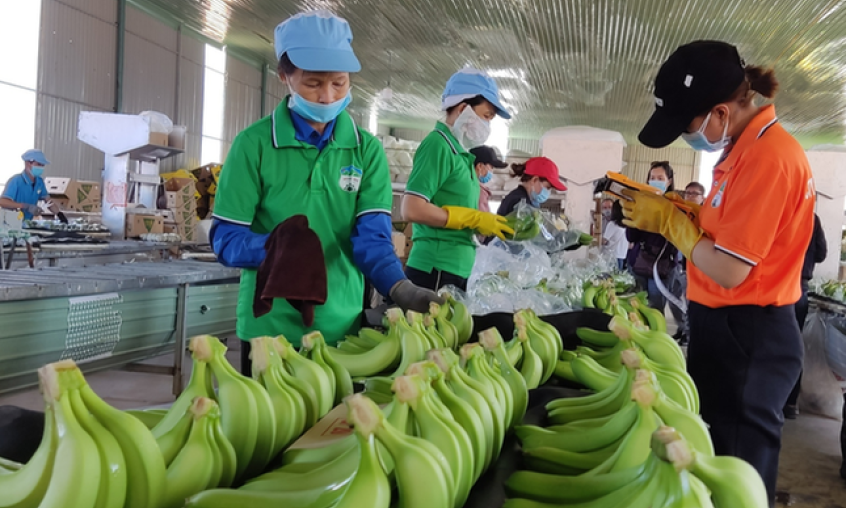 Những mặt hàng giúp nông sản Việt xuất khẩu ngoạn mục