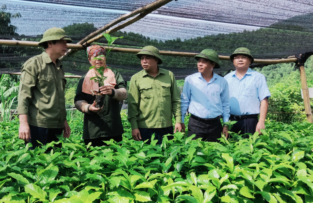Lãnh đạo huyện kiểm tra cơ sở gieo ươm, kiểm tra chất lượng cây giống gỗ lớn.