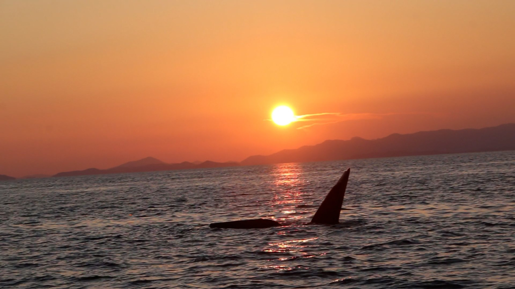 Hình ảnh cá voi đang săn mồi trên vùng biển Cô Tô vào cuối buổi chiều thu.