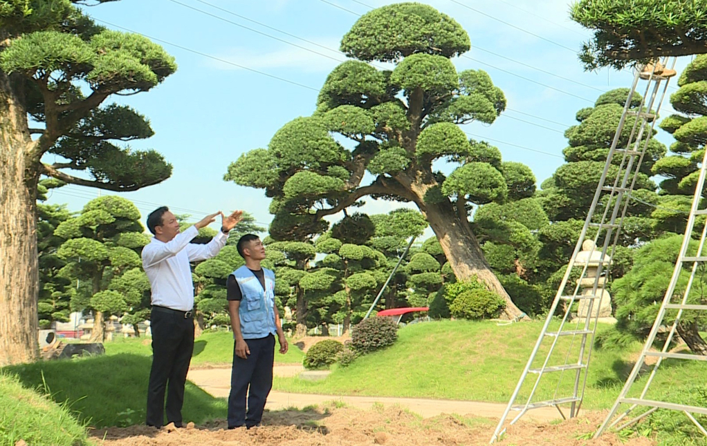 Anh Lưu Công Thành, Giám đốc Công ty CP Thương mại Trung Thành (áo trắng) hướng dẫn nhân viên cách chăm sóc cây.